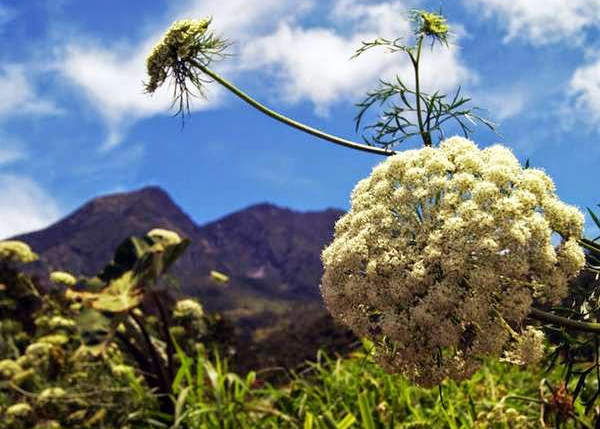 Bunga Edelweiss Jawa  yang Dilindungi Generasi Biologi