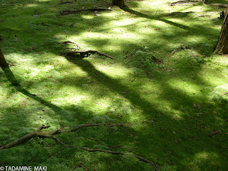 Light and shadow on the self-regulating moss, at Toshodaiji Temple in Nara