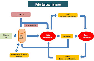metabolisme adalah