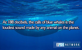 10 Amazing facts about ocean animals, amazing animals facts, ocean animal facts, blue whale fact