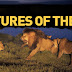 Creatures Of The Night Season 1-Nat Geo TV Show Serial Series 