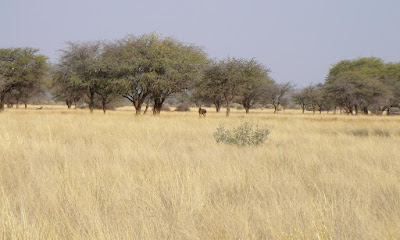  Sabana adalah ekosistem padang rumput yang terdapat pohon Daerah Sabana (Artikel Lengkap)