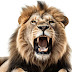 Zookeeper killed by Lion in Ogun State zoo due to ‘negligence’