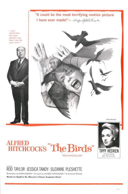 Regarder Les Oiseaux 1963 Film Complet En Francais