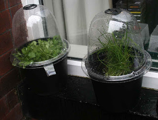 Coriander and Chive plants re-potted and under cloches in larger pots