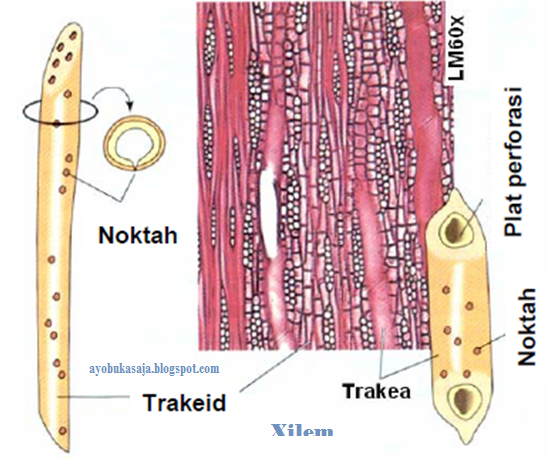 struktur dan fungsi sel  penyusun  jaringan pada tumbuhan 