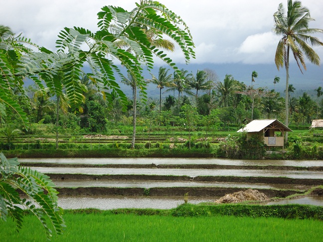 menanam-pohon