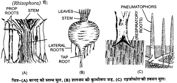 Solutions Class 11 जीव विज्ञान Chapter-5 (पुष्पी पादपों की आकारिकी)