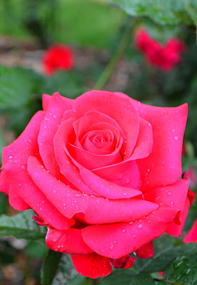 Robert L. Stanton Memorial Rose Garden