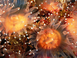 underwater creatures wallpapers