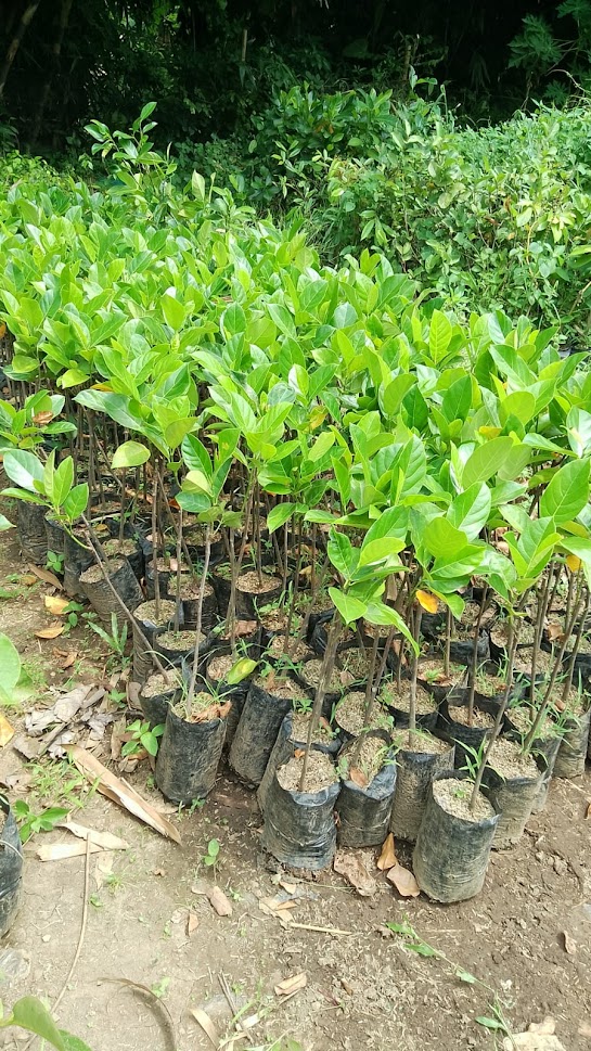 bibit tanaman buah nangka merah cepat tumbuh jakarta timur Padang