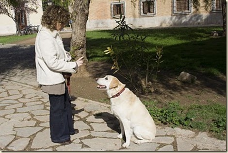 entrenamiento de perros11e