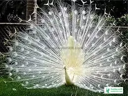ময়ূরের ওয়ালপেপার - ময়ূরের ছবি ডাউনলোড - ময়ূর পাখি ছবি hd - peacock picture - NeotericIT.com - Image no 4