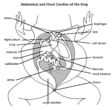 circulatory system heart diagram. circulatory system diagram not