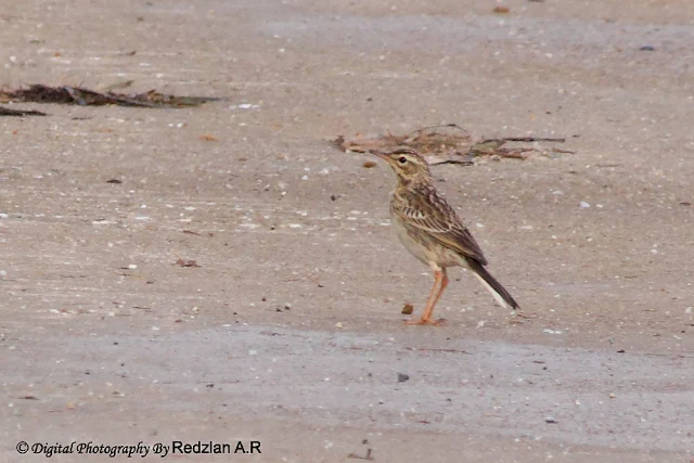 Paddy Pipit