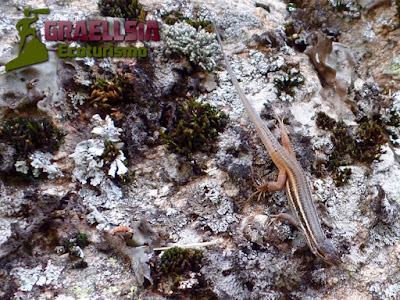 Campamento de verano en la Naturaleza