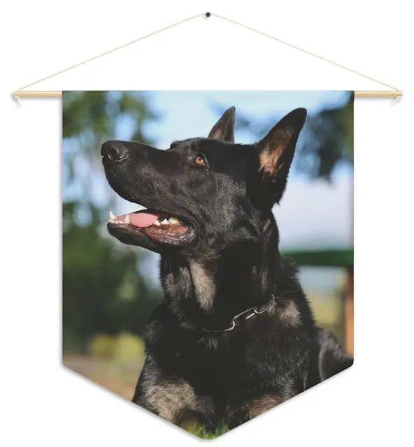 Pennant With Huge Bicolor Working Line German Shepherd with Awesome Markings, Strong Bones, Large Head, and Wide Chest
