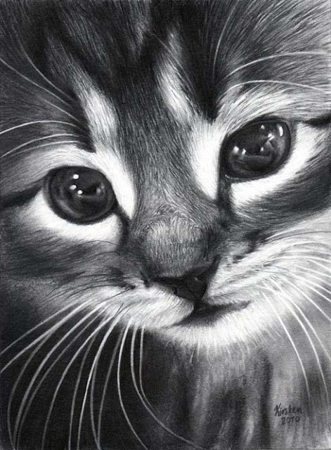 رسم قطة بالفحم