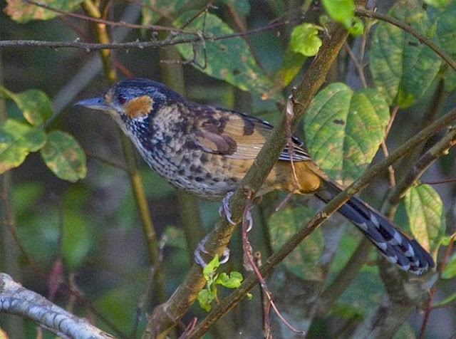 Kon Ka Kinh National Park 3