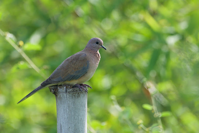 Laughing Dove (Spilopelia senegalensis) छोटा फाख्ता, परकि , तोतरा, खुमरी Devtal, Jabalpur, M.P., India October 2022