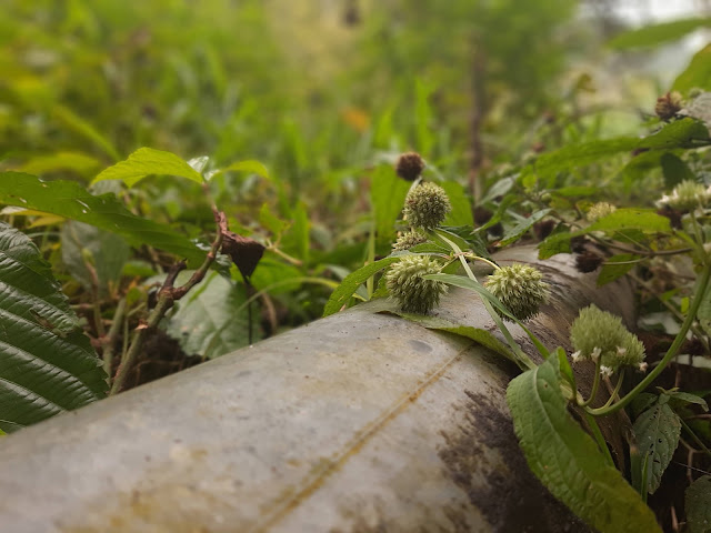 Melihat Keindahan Rumput Liar Yang Hijau Alami