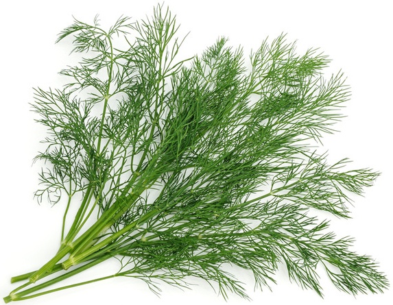 Herbs: Dill ~ The Fa