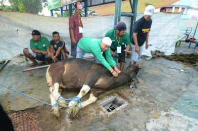 Bupati Anas Idul Adha Perkuat Budaya Gotong Royong