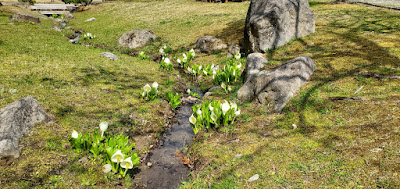 水芭蕉 / 浄土松公園 (郡山市)