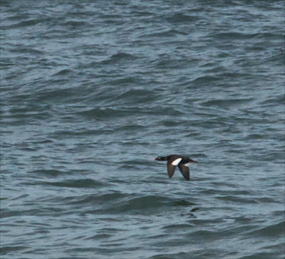 White-winged Scoter (Melanitta fusca)