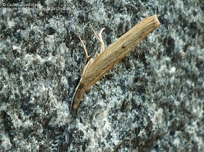 http://www.biodiversidadvirtual.org/insectarium/Pediasia-contaminella-(Hubner-1796)-img926743.html