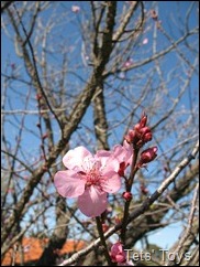 IMG_8086