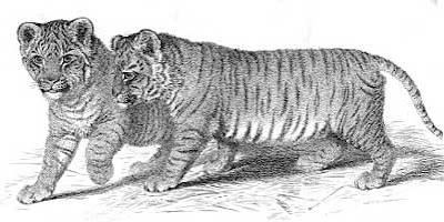 Engraving of liger cubs by G B Whittaker (1825)