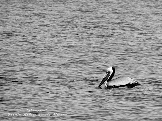 pelicano en playa de Paz Baja california sur - La vida en disparos blog de fotografia