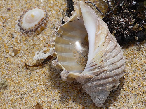 shell5