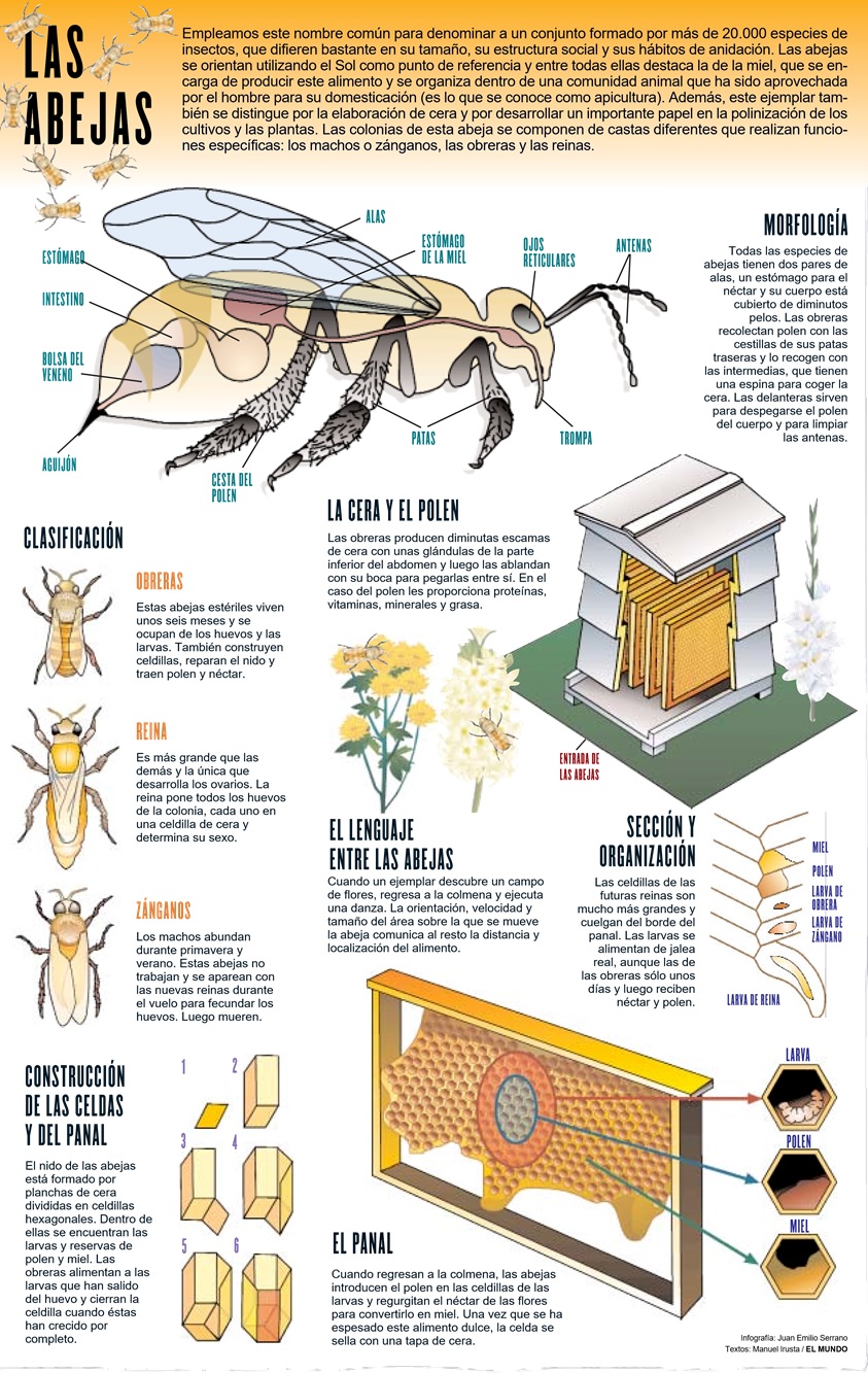 INFOGRAFÍA DE LAS ABEJAS - COMPUTER GRAPHICS OF BEES.