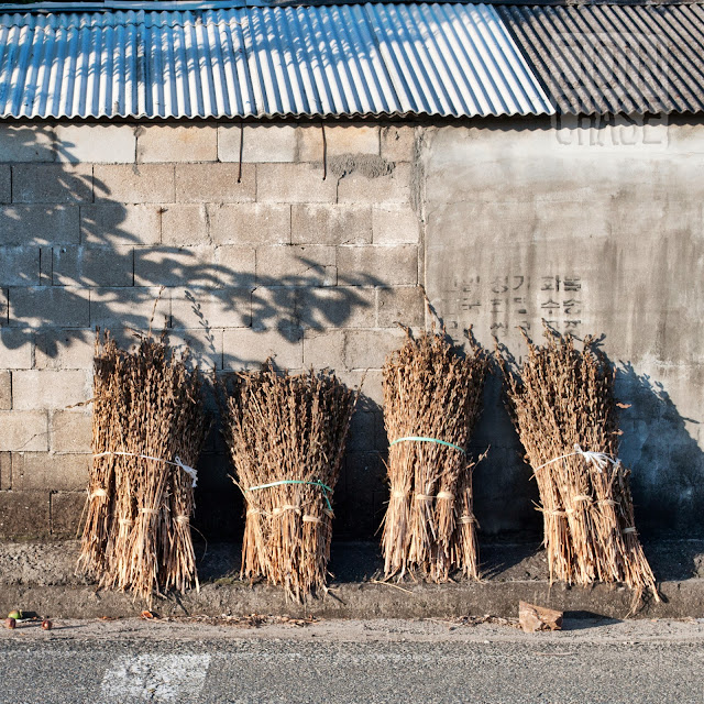 Sesame drying along the Yeongsangang Bike Path near Mokpo, South Korea.