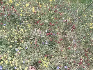 Colorful flowers