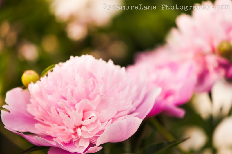 SycamoreLane Photography--peony