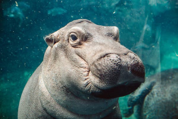 Hippo - Hipopótamo