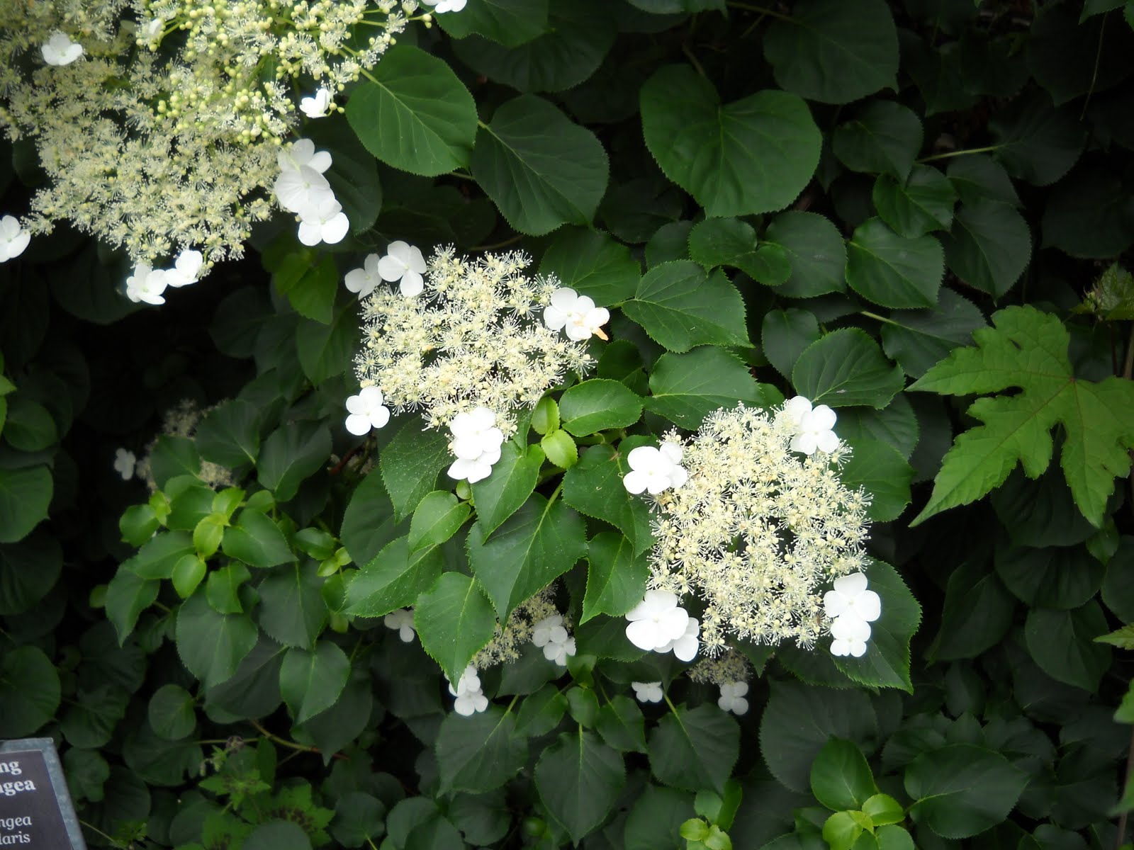 This vine is Climbing Hydrangea  Hydrangea anomala subsp. petiolaris 