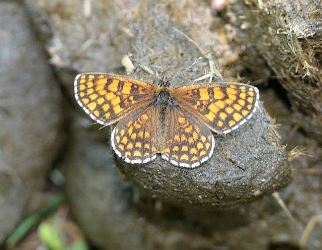 Wachtelweizen-Scheckenfalter, Melitaea athalia