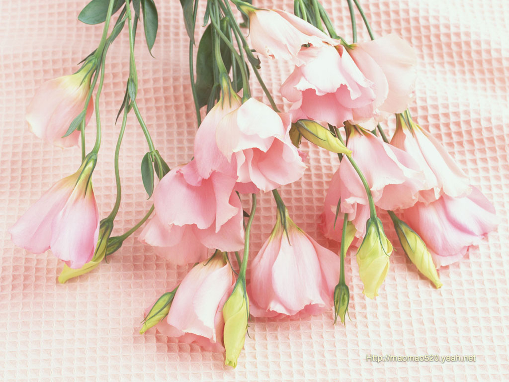 Best Flower Image 2012 | Desktop Wallpaper Collection