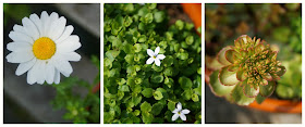 my tiered garden flowers 2 - wwwgrowourown.blogspot.com