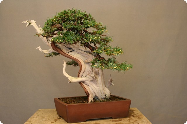 juniperus-rigida