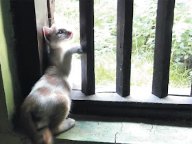 Foto-Foto Anak Kucing Lucu di Luar Jendela Kamar Kost Gue 09