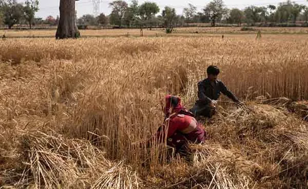 News,National,India,New Delhi,Food,Price,Business,Finance,Export, India Bans Wheat Exports 2 Days After Announcing Massive Trade Goal