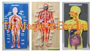 Sistema Circulatorio, El Esqueleto y el Sistema Digestivo, maquetas varias