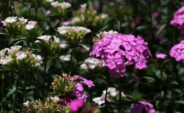 Sweet William Flowers Pictures