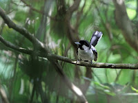 Burung Kehicap Boano, Jenis Langka Endemik Pulau Maluku