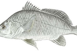 Freshwater Drum (Aplodinotus grunniens)